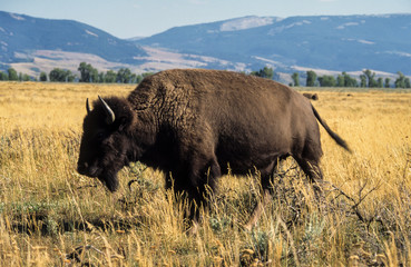 Bison d'Amérique, Bison bison, Parc national du Yellowstone , USA