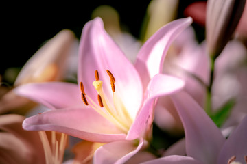 Fototapeta premium 百合の花 ピンク