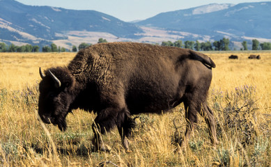 Bison d'Amérique, Bison bison, Parc national du Grand Teton , USA