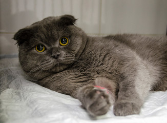 British cat with bandaged paw