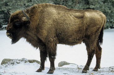 Bison d'Europe, Bison bonasus