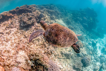 Green Sea Turtle Swimming Among Colorful Coral Reef