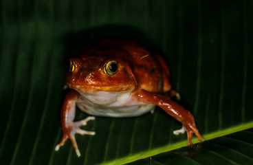 Crapaud rouge de Madagascar, Dyscophus antongilii