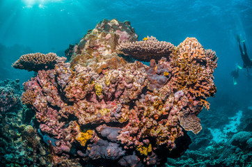 Colorful Coral Reef in Tropical Blue Water