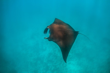 Manta Ray Swimming in the Wild in Clear Turquoise Water