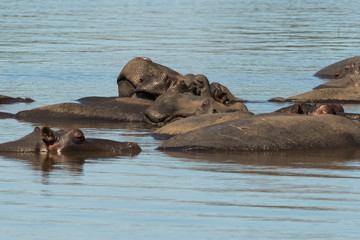 Fototapeta premium Hippopotame, Hippopotamus amphibius, Afrique du Sud