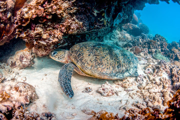 Green Sea Turtle Swimming Among Coral Reef