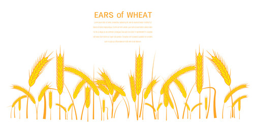 Vector silhouette of wheat. Wheat in the field on a white background