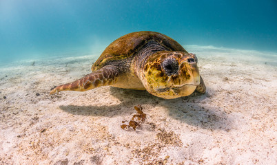 Loggerhead Sea Turtle Swimming Over Sandy Sea Bed