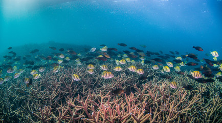 Naklejka na ściany i meble Fish Swimming Above Colorful Coral Reef