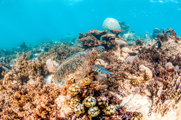 Green Sea Turtle Swimming Among Colorful Coral Reef