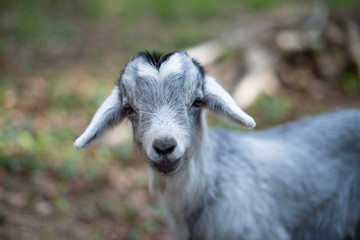petite chèvre grise