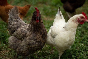 deux poules 