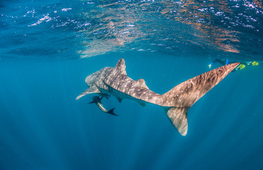 Naklejka premium Whale Shark Swimming in the Wild in Clear Blue Water 