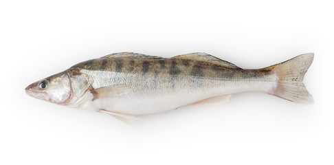 Fresh pike perch isolated on white background with clipping path