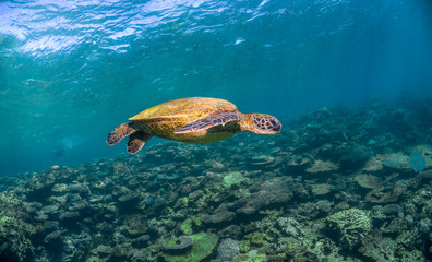 Obraz premium Green Sea Turtle Swimming Among Colorful Coral Reef