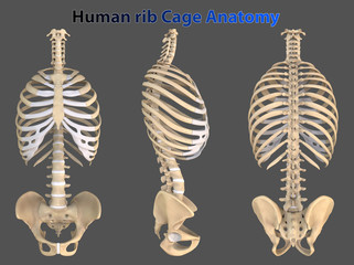 3D Illustration Human Rib Cage Anatomy