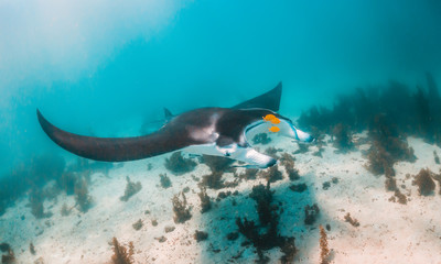 Manta Ray Swimming in the Wild in Clear Turquoise Water
