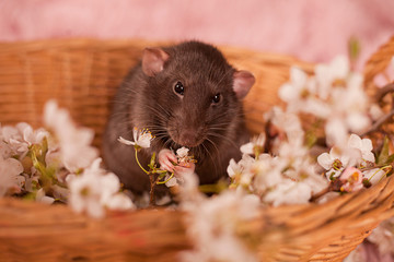 cute Rat black color with flowers gypsophila