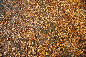 Background of colorful autumn leaves on forest floor . Abstract autumn leaves in autumn suitable as background . Yellow leaves on the floor .