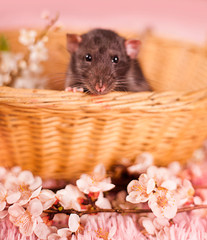 cute Rat black color with flowers gypsophila