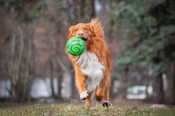 Cute red dog nova scotia duck tolling retriever (toller) is playing with green toy ball in forest...