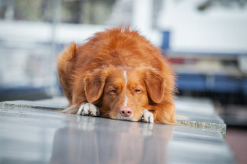Cute red dog nova scotia duck tolling retriever (toller) is lying on the granite