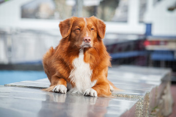 Cute red dog nova scotia duck tolling retriever (toller) is lying on the granite