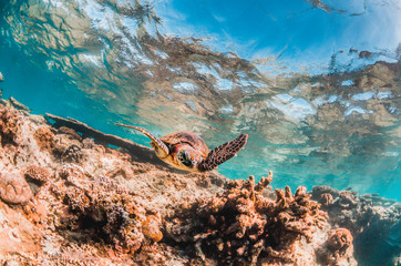 Beautiful Sea Turtle Swimming Among Colorful Coral Reef
