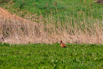 Pheasant in green grass on a meadow