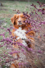 Cute red dog nova scotia duck tolling retriever (toller) with pink and purple flowers. Early spring in park