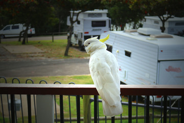 Sulphur crested cockatoo visiting a caravan park (Queensland, Australia) © Ines Porada