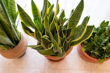 Three beautiful Sanseveria plants in a minimal white interior,in front of of bright window with curtain