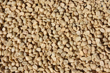 Coffee beans are being dried for drying.