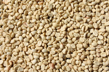 Coffee beans are being dried for drying.