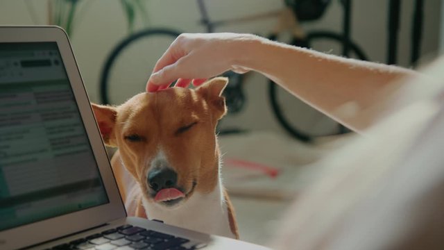 Adorable and cute basenji puppy demands attention from owner who works on laptop from home. Bored and sad dog wants cuddles and love from pet owner. Work from home concept