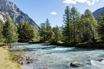creek with fir trees in Aosta Valley, Italy