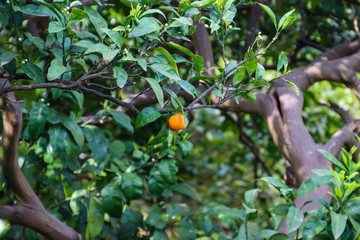 Beautiful citrus tree with ripe fruits close-up