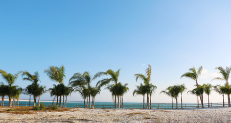 Naklejka na ściany i meble row of palm trees on sunny day on the beach of gulf coast orange beach alabama