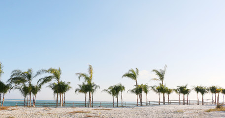 row of palm trees on sunny day on the beach of gulf coast orange beach alabama