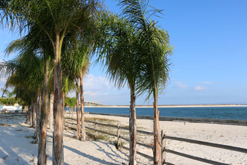 row of palm trees on sunny day on the beach of gulf coast orange beach alabama