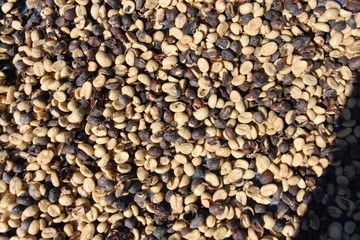 Coffee beans are being dried for drying.