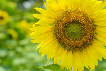 Obraz premium sunflower on the field