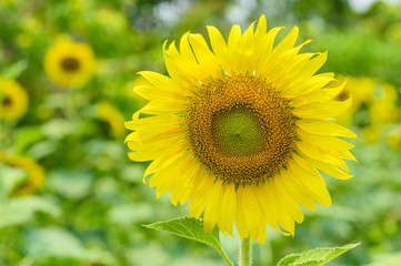 Fototapeta premium sunflower in the garden