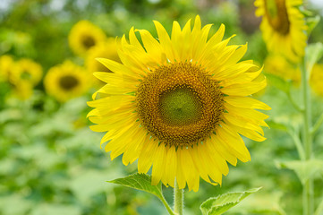 sunflower in the field