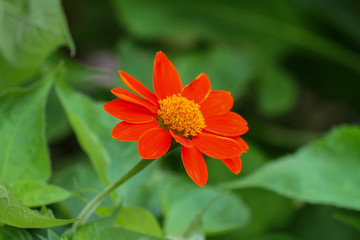 The orange and yellow flower on green nature at garden thailand