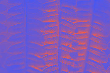 Fern close-up in pop art processing. Toned background in orange and blue in the sunshine fern leaves. Fashionable tinted wildlife.