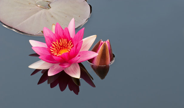 rote Seerose mit Spiegelung
