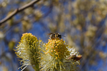 Soft focused macro shot of a bee gathering pollen from flowers bud on tree branch. Blurry blue background. Spring concept.
