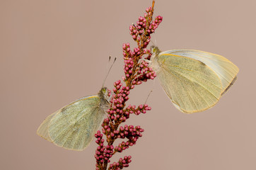 farfalla